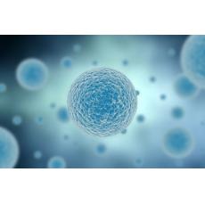 抗人IgG小鼠雜交瘤細胞；2C4	